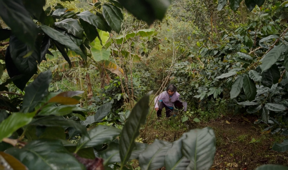 Farmer among coffee grown under forest canopy in Borneo's highlands
