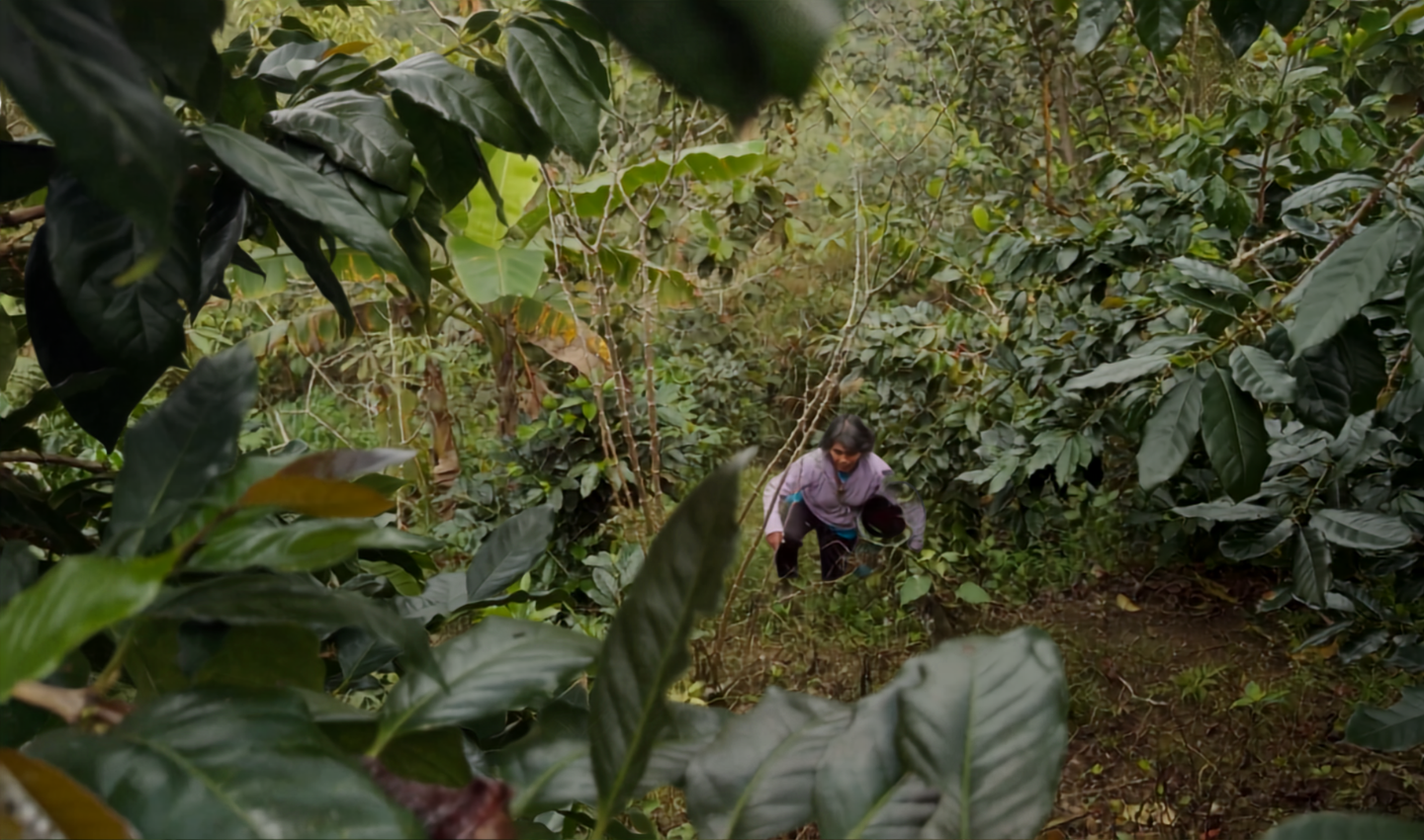 Farmer among coffee grown under forest canopy in Borneo's highlands