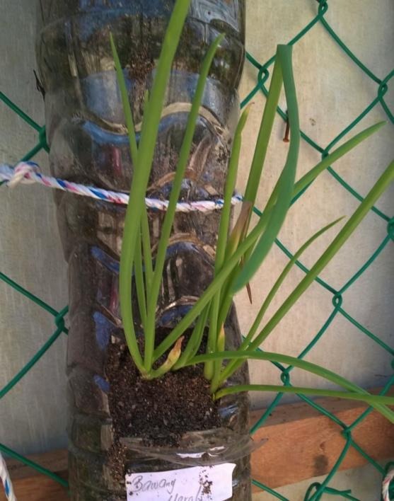 Vertical bottle farming with upcycled plastic bottles